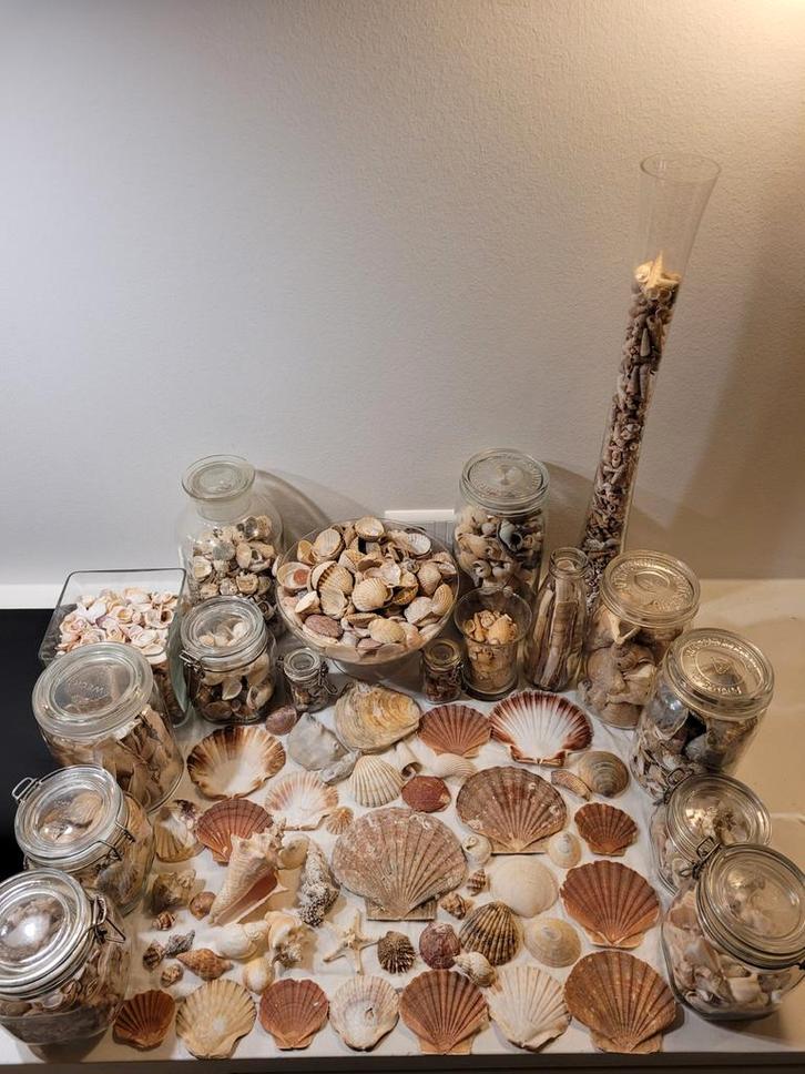 Grote verzameling schelpen. Meer dan 2000 stuks., Verzamelen, Overige Verzamelen, Gebruikt, Ophalen