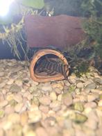 L398 Panaqolus Tankei te koop, Dieren en Toebehoren, Vis