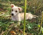 SPEELSE MENSGERICHTE PUPS ZOEKEN THUIS, Teefjes en Reutjes, Particulier, Rabiës (hondsdolheid), 8 tot 15 weken, Buitenland