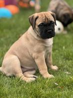 Bullmastiff pup teefje met stamboom, Parvo, België, Fokker | Hobbymatig, Overige rassen
