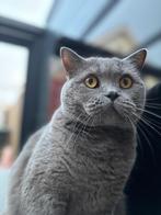 Britse Korthaar, Dieren en Toebehoren, Poes, 3 tot 5 jaar