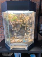 Dutch Rana paludarium 60x80x50, Dieren en Toebehoren, Reptielen en Amfibieën | Toebehoren, Ophalen of Verzenden, Gebruikt, Terrarium of Paludarium