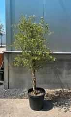 Olijfboom in pot, Bloeit niet, 100 tot 250 cm, Olijfboom, Ophalen