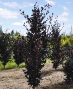 prachtig rode zuilbeuken bomen Fagus Sylvatica Dawyck Purple, Bloeit niet, 250 tot 400 cm, Zuilboom, Ophalen