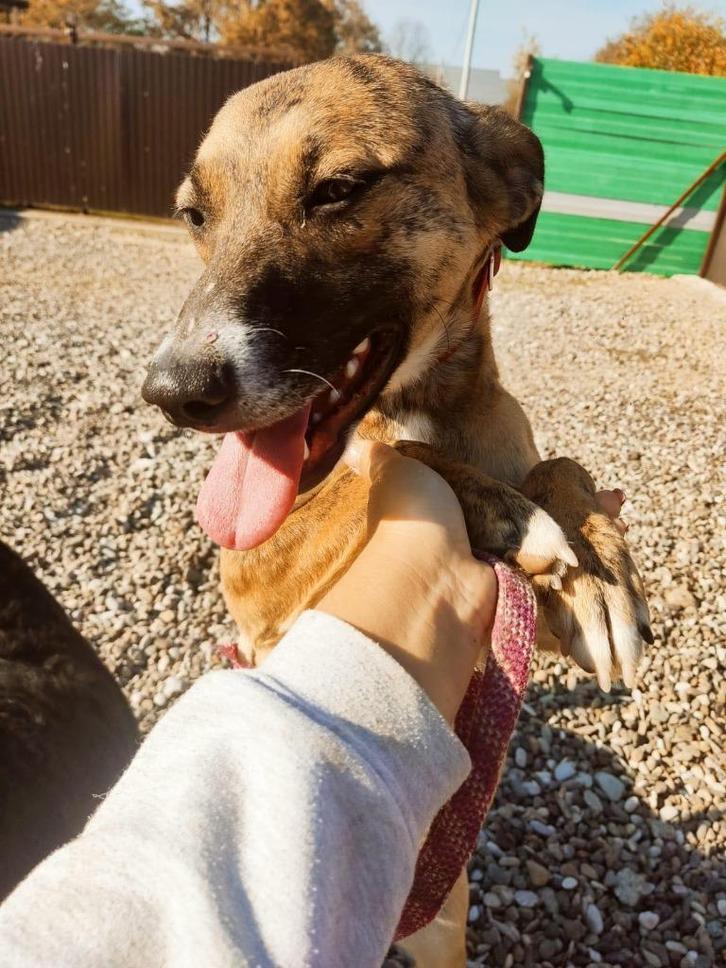 Lieve Tiga zoekt een baasje, Dieren en Toebehoren, Honden | Niet-rashonden, Middel, Teef, Particulier, Eén hond, Buitenland, 1 tot 2 jaar