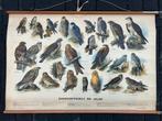 Dagroofvogels en uilen, Antiek en Kunst, Ophalen of Verzenden, Natuur en Biologie