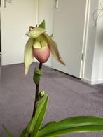 Kamerplant phragmipedium orchidee, Overige soorten, Minder dan 100 cm, Ophalen of Verzenden, Halfschaduw