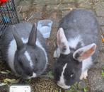 2 konijnen van 17 weken oud(mannetjes) te koop, Mannelijk, Dwerg