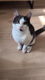 Half perzische kittens mix, Dieren en Toebehoren, Katten en Kittens | Raskatten | Korthaar, Meerdere dieren, Ontwormd, 0 tot 2 jaar