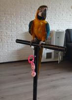 Blauw gele ara, Geslacht onbekend, Papegaai, Geringd