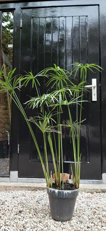 Echte Parapluplant uit de Nijl - Subtropisch! beschikbaar voor biedingen