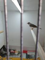 Witstuit edelzanger ( man ), Dieren en Toebehoren, Vogels | Overige Vogels, Mannelijk, Tropenvogel, Geringd