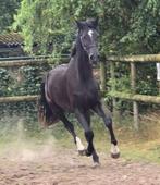 Veelbelovende 3-jarige merrie met topafstamming te koop, Dieren en Toebehoren, Paarden, Merrie, Dressuurpaard, 3 tot 6 jaar, Onbeleerd