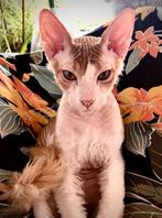 Donskoy Sphynx, Dieren en Toebehoren