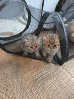 Brits Korthaar kittens, Dieren en Toebehoren, Katten en Kittens | Raskatten | Korthaar, Meerdere dieren, Ontwormd