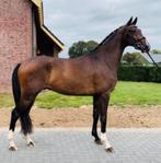 Zeer mooie ruin, Dieren en Toebehoren, Paarden, Ruin, Dressuurpaard