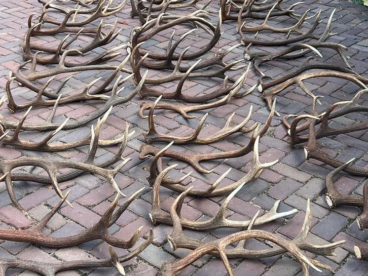 Edelhert gewei afwerpstangen geweien, Verzamelen, Dierenverzamelingen, Zo goed als nieuw, Beeldje of Figuurtje, Ophalen