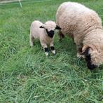 Walliser schwarznase ooilam, Dieren en Toebehoren, Schapen, Geiten en Varkens, Vrouwelijk, Schaap, 0 tot 2 jaar