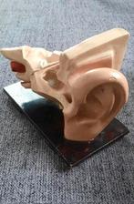 Vintage Anatomisch oor , gips ., Ophalen of Verzenden