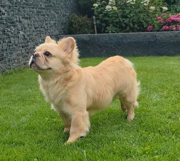 🥰Super knappe echte fluffy franse bulldog dekreu Flügel🥰 beschikbaar voor biedingen
