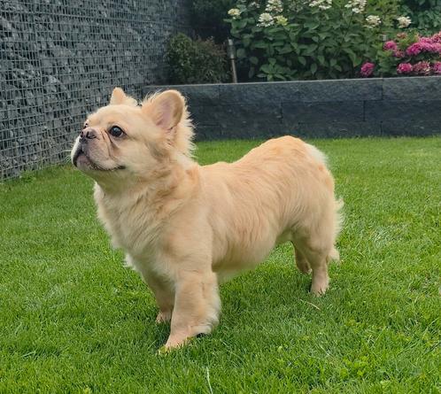 🥰Super knappe echte fluffy franse bulldog dekreu Flügel🥰, Dieren en Toebehoren, Honden | Dekreuen, Reu, Particulier, Eén hond
