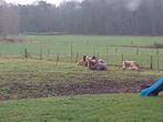 Pensioenpaard weidegang stalling, Dieren en Toebehoren, Weidegang