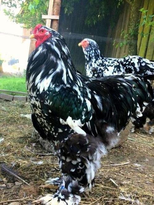 BROEDEIEREN Brahma zwart-wit gevlekt gevlekt groot ras 3€, Dieren en Toebehoren, Pluimvee | Toebehoren, Nieuw, Overige typen, Verzenden