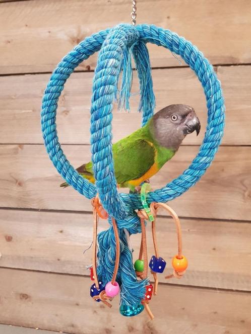Jonge Baby Bonte Boeren | Getest | Nieuwsgierig | Handtam, Dieren en Toebehoren, Vogels | Parkieten en Papegaaien, Papegaai, Meerdere dieren