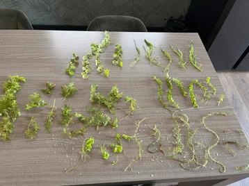 Aquariumplanten pakket - €10! beschikbaar voor biedingen