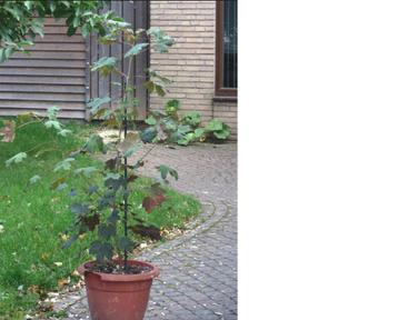 Esdoorn in pot beschikbaar voor biedingen