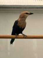 Blauwbuikscharrelaar te koop, Meerdere dieren, Tropenvogel, Geringd