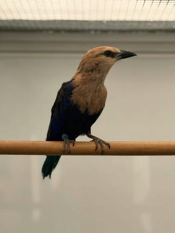 Blauwbuikscharrelaar te koop  beschikbaar voor biedingen