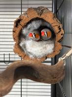 Zebravink koppel met kooi en accesoires, Dieren en Toebehoren, Meerdere dieren