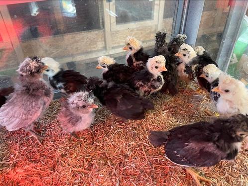 Baardkuifhoen (padua) en kuifhoen krielkuikens, Dieren en Toebehoren, Pluimvee, Kip, Geslacht onbekend