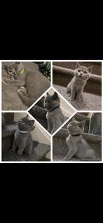 Britse korthaar kittens, Dieren en Toebehoren, Katten en Kittens | Raskatten | Korthaar, Kater
