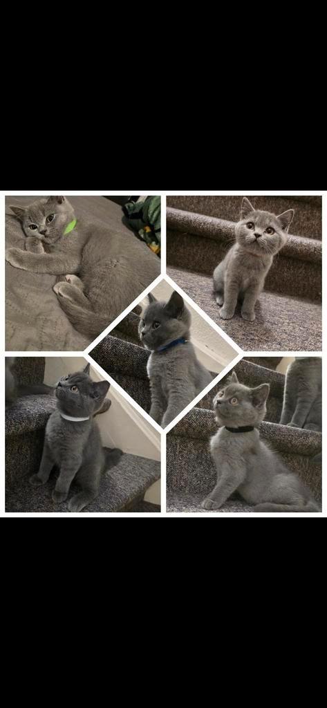 Britse korthaar kittens, Dieren en Toebehoren, Katten en Kittens | Raskatten | Korthaar, Kater