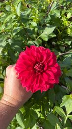 Rode dahlia’s knol, Ophalen of Verzenden, Volle zon, Knol