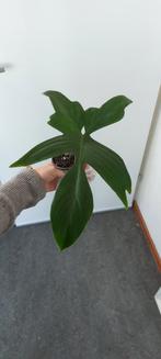 philodendron florida ghost plant, Huis en Inrichting, Ophalen