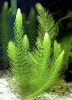 Hoornblad aquariumplant, Ophalen, Nieuw, Plant(en), Steen of Hout