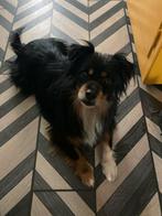 Knappe Peppy ter adoptie!, Dieren en Toebehoren, Parvo, Particulier, Reu, Buitenland