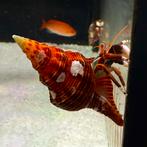Zeeaquarium Clean Up Crew: Garnalen, Slakken, Zeesterren.., Kreeft, Krab of Garnaal, Zoutwatervis