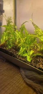 Stekjes varens, Ophalen, Zo goed als nieuw, Plant(en), Steen of Hout