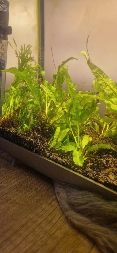 Stekjes varens, Dieren en Toebehoren, Vissen | Aquaria en Toebehoren, Zo goed als nieuw, Plant(en), Steen of Hout, Ophalen