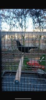 Merel, Vrouwelijk, Wildzangvogel, Geringd