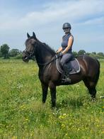 **Te koop; lief allround familiepaard**, Gechipt, B, Ruin, 160 tot 165 cm