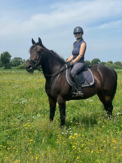 **Te koop; lief allround familiepaard**, Dieren en Toebehoren, Paarden, Ruin, B, 160 tot 165 cm, 11 jaar of ouder, Recreatiepaard