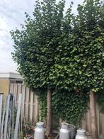 Gratis 2 leilinde bomen, Tuin en Terras, Planten | Bomen, Ophalen, Volle zon, Overige soorten