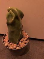 Cactus zeldzaam apart, Huis en Inrichting, Ophalen of Verzenden, Cactus, Volle zon, Minder dan 100 cm