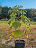 Paulownia Tomentosa (Keizerinboom), Tuin en Terras, Planten | Bomen, Ophalen of Verzenden, Volle zon, Overige soorten