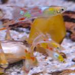 Lebistes reticulatus, Dieren en Toebehoren, Vissen | Aquariumvissen